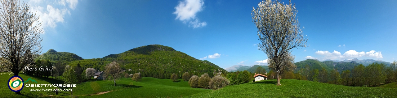 23 cosparso di tanti bei ciliegi in fiore ....jpg